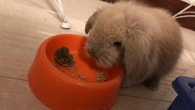 国产垂耳兔咬人吗视频,揭秘宠物兔的潜在风险