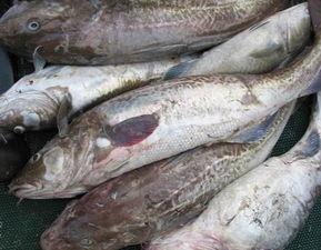 国产鳕鱼鉴别图片视频下载