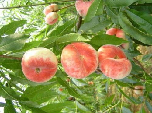 国产蟠桃视频中文,甜蜜滋味，传承美味