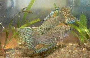 国产斗鱼饲养图片欣赏视频,图片与视频中的灵动风采